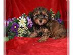 YorkiePoo PUPPY FOR SALE ADN-789122 - Joey yorkiepoo