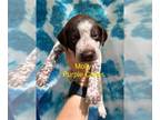 German Shorthaired Pointer PUPPY FOR SALE ADN-789123 - Multi Dual Champion