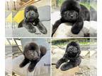 Newfoundland PUPPY FOR SALE ADN-789124 - Newfoundlands