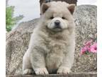 Chow Chow PUPPY FOR SALE ADN-789125 - AKC Import Chow chow puppies Champion