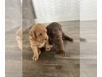 Labradoodle PUPPY FOR SALE ADN-789133 - F1 Labradoodles