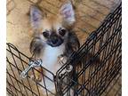 Chihuahua PUPPY FOR SALE ADN-789150 - Long coat neutered male Chihuahua