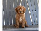 Goldendoodle (Miniature) PUPPY FOR SALE ADN-789156 - Mini F1B Goldendoodle For