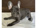 French Bulldog PUPPY FOR SALE ADN-789167 - 2 French Bulldogs