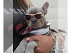 French Bulldog PUPPY FOR SALE ADN-789171 - Baby Boy Frenchie