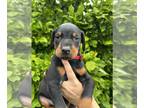 Doberman Pinscher PUPPY FOR SALE ADN-789175 - Male available