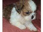 Mal-Shi PUPPY FOR SALE ADN-789177 - Males MalShi Pup Available
