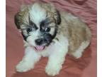Mal-Shi PUPPY FOR SALE ADN-789184 - Males MalShi Pup Available