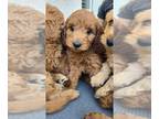 Goldendoodle PUPPY FOR SALE ADN-789198 - 7 dwarfs