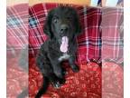 Newfoundland PUPPY FOR SALE ADN-789200 - The last of the this litter