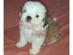 Mal-Shi PUPPY FOR SALE ADN-789204 - Female MalShi Pup Available