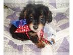 Poodle (Toy)-Yorkshire Terrier Mix PUPPY FOR SALE ADN-789206 - YORKIEPOOS