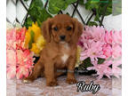 Cavalier King Charles Spaniel PUPPY FOR SALE ADN-789230 - Ruby from World Class