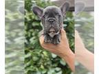 French Bulldog PUPPY FOR SALE ADN-789239 - Buster