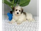 Havanese PUPPY FOR SALE ADN-789244 - AKC HAVANESE PUPPIES