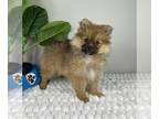 Pomeranian PUPPY FOR SALE ADN-789251 - POMERANIAN PUPPIES