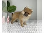 Pomeranian PUPPY FOR SALE ADN-789253 - POMERANIAN PUPPIES