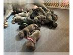 Cane Corso PUPPY FOR SALE ADN-789254 - AKC and ICCF CHAMPION PEDIGREE LITTER