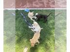 Labrador Retriever PUPPY FOR SALE ADN-789256 - AKC Labrador Retrievers