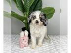 Cavapoo PUPPY FOR SALE ADN-789260 - ADORABLE CAVAPOO PUPPIES