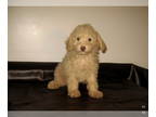 Poodle (Toy) PUPPY FOR SALE ADN-789292 - Cream Boy