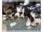 Border-Aussie PUPPY FOR SALE ADN-789293 - GORGEOUS Tri Aussiecollie pups