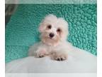 Maltese PUPPY FOR SALE ADN-789297 - Maltese Male