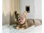 French Bulldog PUPPY FOR SALE ADN-789298 - ISABELLA TAN FLUFFY FEMALE