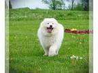 Samoyed PUPPY FOR SALE ADN-789303 - Lily Pearl AKC Registered girl