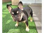 French Bulldog PUPPY FOR SALE ADN-789310 - Chocolate Girl carries Fluffy