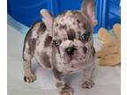 French Bulldog PUPPY FOR SALE ADN-789317 - Chocolate Tri Merle Boy