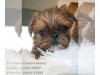 Brussels Griffon PUPPY FOR SALE ADN-789318 - Purebred Female Brussels Griffon