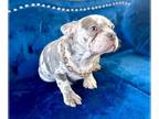 French Bulldog PUPPY FOR SALE ADN-789320 - Lilac Merle Fluffy Carrier