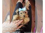 Yorkshire Terrier PUPPY FOR SALE ADN-789323 - Female Yorkie