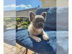 French Bulldog PUPPY FOR SALE ADN-789330 - Fluffy French Bulldog Puppy Looking