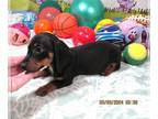 Dachshund PUPPY FOR SALE ADN-789334 - Luke Black Smooth Mini Dachshund Boy