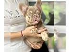 French Bulldog PUPPY FOR SALE ADN-789336 - ISABELLA TAN FLUFFY FEMALE