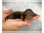 Dachshund PUPPY FOR SALE ADN-789342 - Mini dachshund