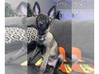 Belgian Malinois PUPPY FOR SALE ADN-789343 - Purebred Belgian malinois puppies