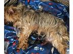 Yorkshire Terrier PUPPY FOR SALE ADN-789345 - 3 females and 1 male