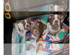 Boston Terrier PUPPY FOR SALE ADN-789347 - AKC BOSTON TERRIER PUPPIES