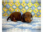 Dachshund PUPPY FOR SALE ADN-789348 - Mini dachshund