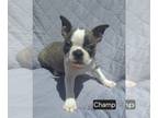 Boston Terrier PUPPY FOR SALE ADN-789350 - Beautiful Boston Terrier Puppies