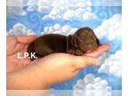 Dachshund PUPPY FOR SALE ADN-789351 - Mini dachshund