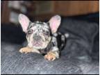 French Bulldog PUPPY FOR SALE ADN-789352 - Blue Tri Merle French Bulldog