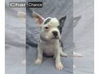 Boston Terrier PUPPY FOR SALE ADN-789354 - Chance