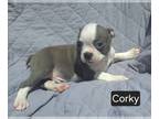 Boston Terrier PUPPY FOR SALE ADN-789355 - Corky