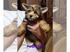 Yorkshire Terrier PUPPY FOR SALE ADN-789357 - Yorkie puppies for sale