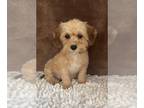 Cavapoo PUPPY FOR SALE ADN-789360 - Boy cavapoo puppy