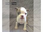 Boston Terrier PUPPY FOR SALE ADN-789370 - Chase